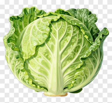 Fresh Green Cabbage PNG