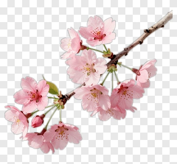 Cherry Blossom Branch With Pink Flowers PNG
