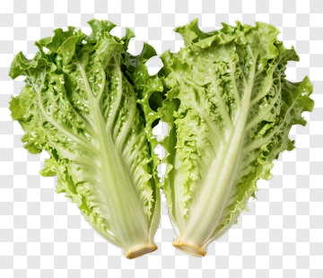 Fresh Romaine Lettuce PNG