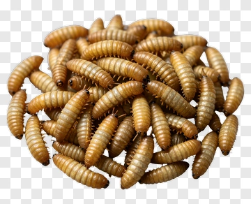 Cluster Of Brown Larvae PNG
