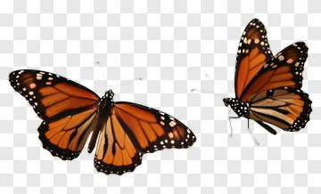 Monarch Butterfly Pair PNG