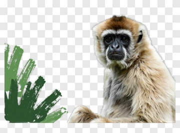 Gibbon Sitting Next To Green Brush Stroke PNG