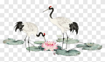 Cranes Standing By A Lotus Flower PNG