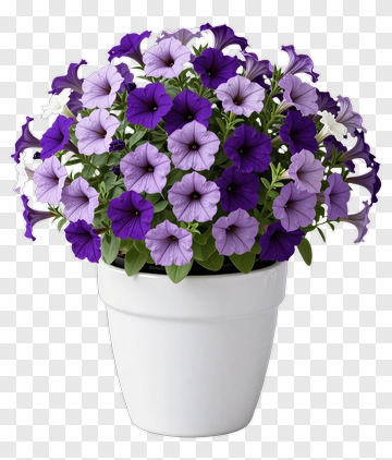Colorful Petunia Flower Pot PNG