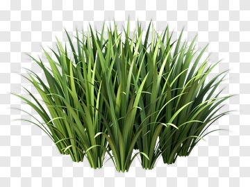 Realistic Grass Bunch PNG