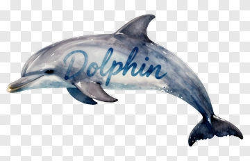 Watercolor Dolphin With Text PNG