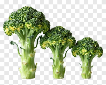 Fresh Broccoli Bunches PNG