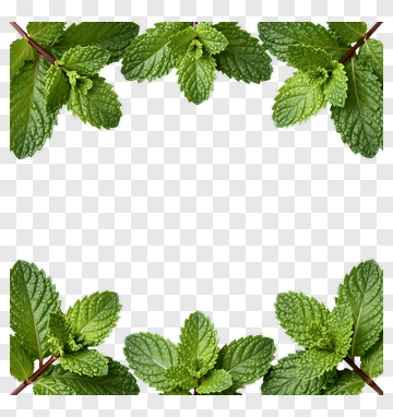 Mint Leaves Frame PNG