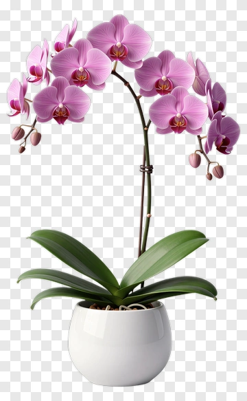 Pink Orchid In White Pot PNG