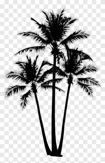 Silhouette Of Palm Trees PNG