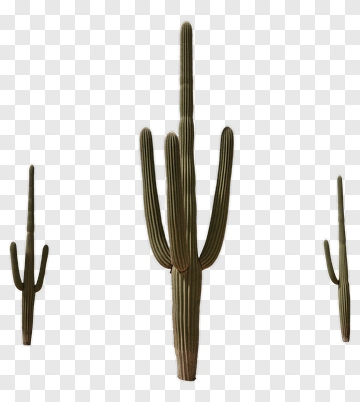 Cactus PNG
