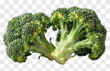 Fresh Broccoli PNG