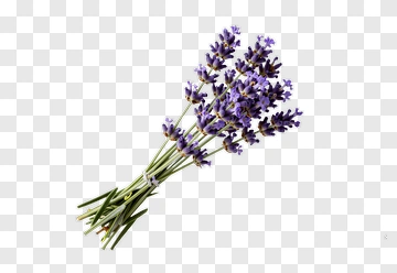 Lavender Flower Bouquet PNG