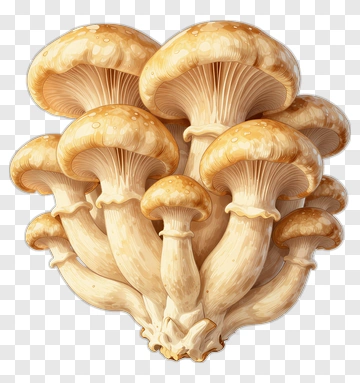 Cluster Of Mushrooms PNG