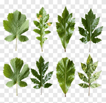 Collection Of Various Leaves PNG