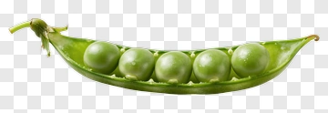 Green Pea Pod With Peas PNG