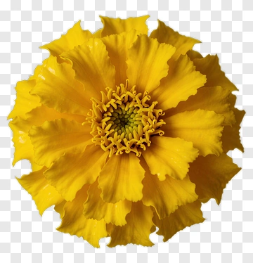 Yellow Flower With Frilled Petals PNG