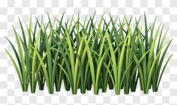 Realistic Grass PNG