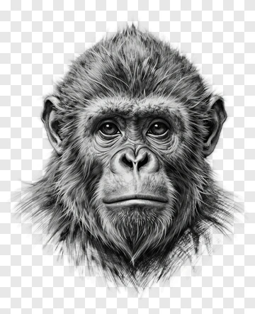 Realistic Gorilla Portrait PNG