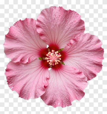 Pink Hibiscus Flower PNG