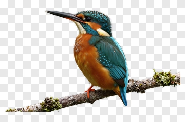 Colorful Kingfisher Perched On A Branch PNG