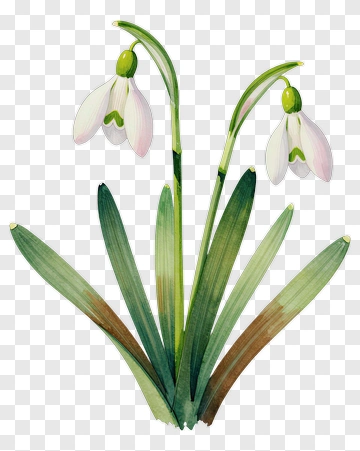Snowdrop Flower With Green Leaves PNG