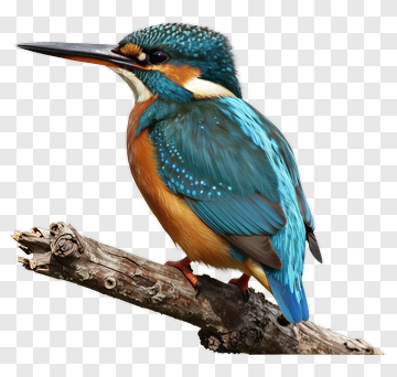 Colorful Kingfisher Perched On A Branch PNG