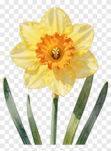 Yellow Daffodil Flower PNG