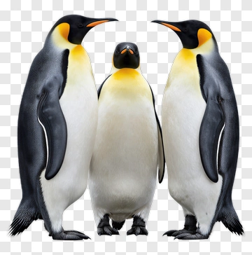 Group Of Emperor Penguins PNG