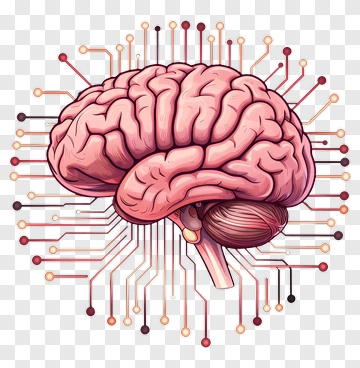 Brain With Circuitry Connections PNG