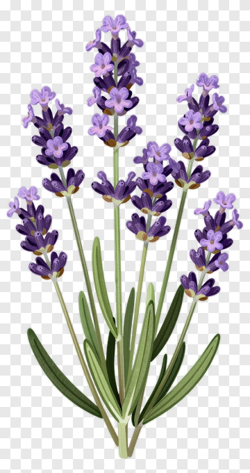 Lavender Flower Bouquet PNG
