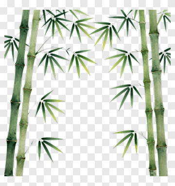 Bamboo Forest PNG