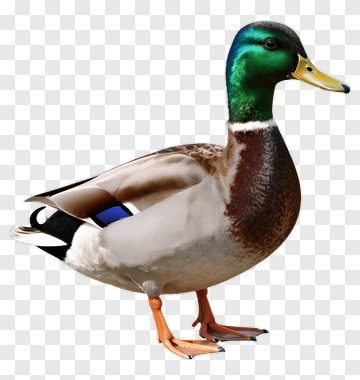 Mallard Duck Standing PNG