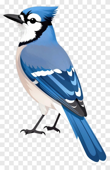 Blue Jay Bird Illustration PNG