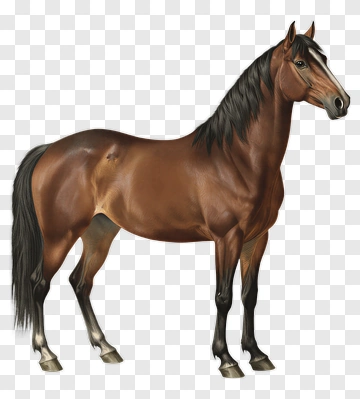Realistic Brown Horse PNG