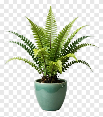 Potted Fern Plant PNG