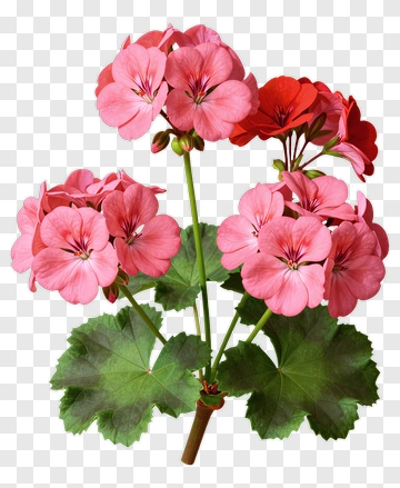 Pink Flower Bouquet PNG