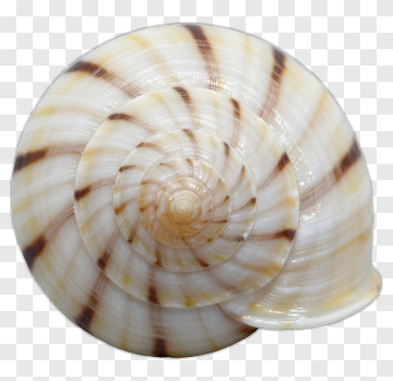 Spiral Sea Shell PNG
