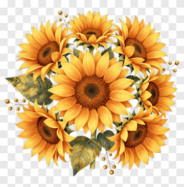 Sunflower Bouquet PNG