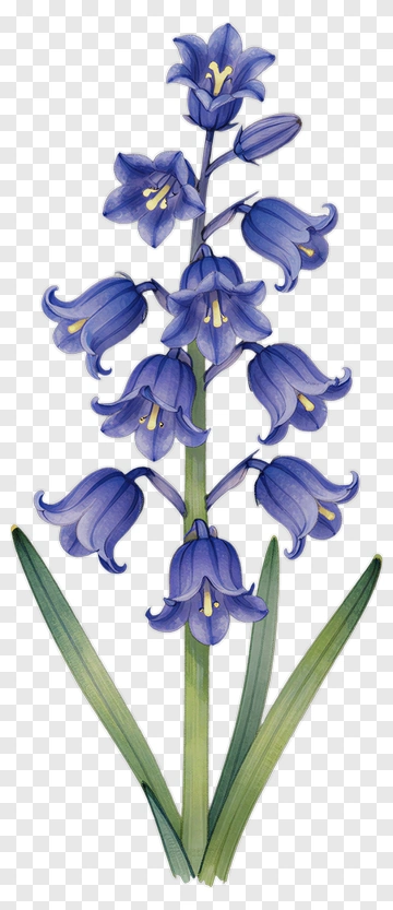 Bluebell Flower Illustration PNG