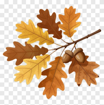 Autumn Oak Leaves With Acorns PNG