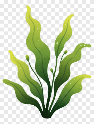 Green Seaweed Plant PNG