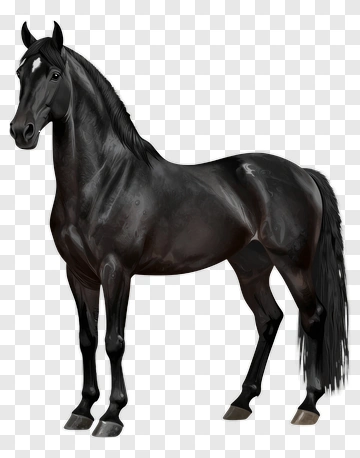Black Horse PNG