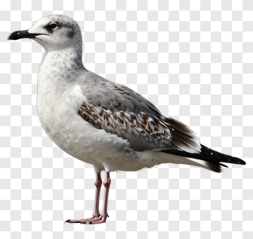 Seagull Standing On A Shore PNG
