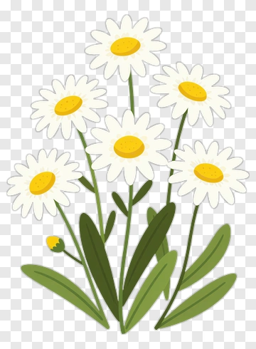 Flower Bouquet Of Daisies PNG