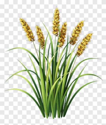 Wheat Grass Bunch PNG