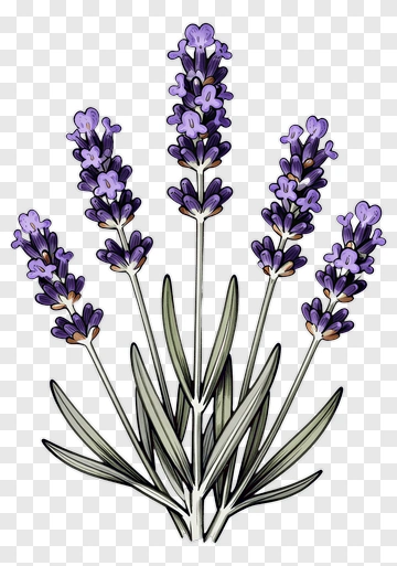 Lavender Plant With Purple Flowers PNG