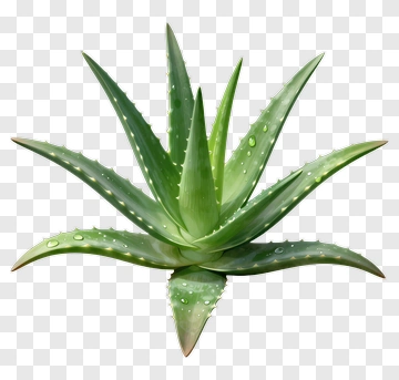 Aloe Vera Plant With Water Droplets PNG