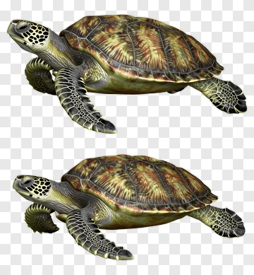 3D Sea Turtle Swimming PNG