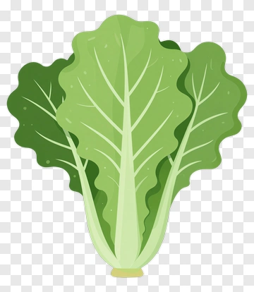 Green Lettuce PNG